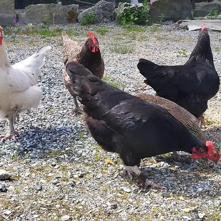 Bo Landlig, Sentralt Utenfor Campsite Bergen
